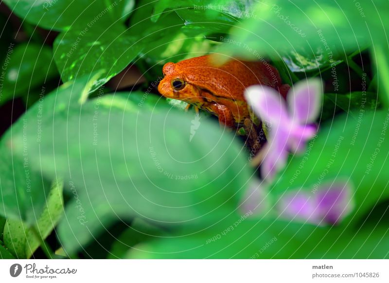 eierlegend Pflanze Tier Orchidee Blatt Blüte Frosch 1 grün rot beobachten Tomatenfrosch Farbfoto mehrfarbig Tierporträt