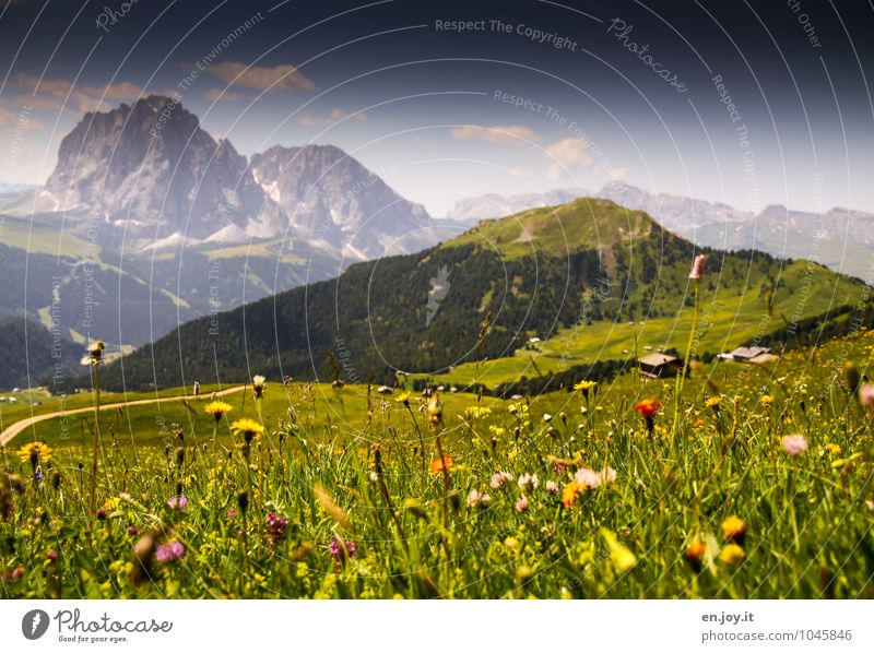 Sommer, war das schön! Wohlgefühl Zufriedenheit Erholung ruhig Duft Ferien & Urlaub & Reisen Ferne Sommerurlaub Berge u. Gebirge Landschaft Frühling