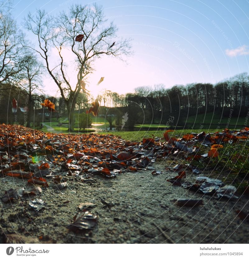 das war der herbst. Ferien & Urlaub & Reisen Ausflug Umwelt Natur Landschaft Pflanze Schönes Wetter Blatt Park Wärme Zufriedenheit Herbstlaub herbstlich fallen