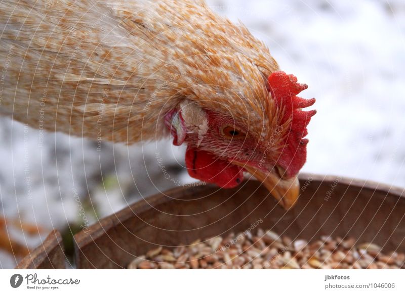 Dicke Berta [3] Umwelt Natur Tier Nutztier Vogel Tiergesicht Flügel Haushuhn Schnabel Kamm Auge Feder Federvieh Geflügel 1 Frühlingsgefühle Glück Geborgenheit