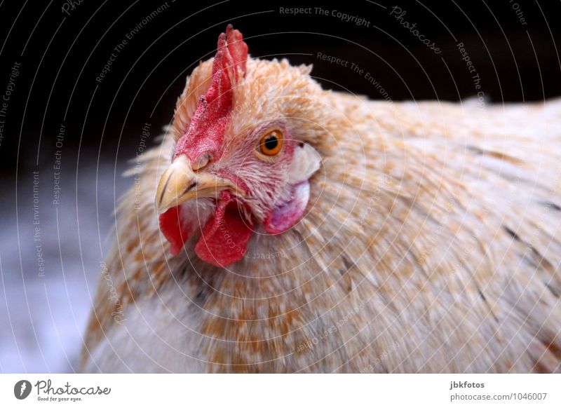 Dicke Berta [4] Tier Haustier Nutztier Vogel Tiergesicht Flügel Haushuhn Kamm Schnabel Auge 1 Zufriedenheit einzigartig elegant Erholung Erwartung Freiheit