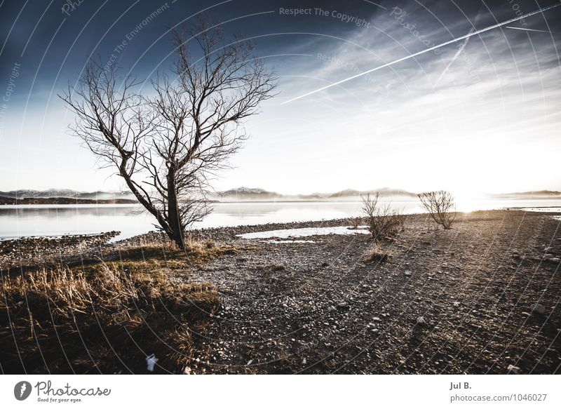 100! :) Umwelt Natur Landschaft Luft Wasser Himmel Winter Klima Wetter Schönes Wetter Baum Gefühle Stimmung authentisch Chiemsee Traunstein Bayern Farbfoto