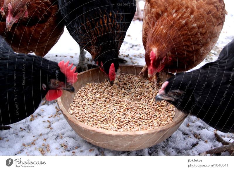 Trubel am Fressnapf Tier Haustier Nutztier Vogel Flügel Haushuhn Kamm Schnabel Futter 4 Tiergruppe selbstbewußt Ehre Gruppenfoto mehrere Getreide Korn