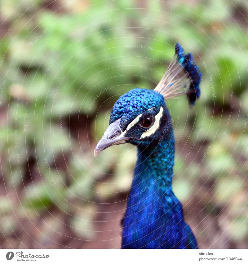 Hühnervogel Tier Haustier Vogel Pfau 1 blau grün Farbfoto Außenaufnahme Menschenleer Textfreiraum links Textfreiraum rechts Textfreiraum oben Textfreiraum unten