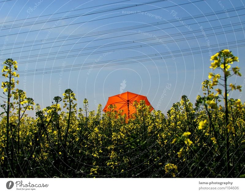 Ganz da hinten! genießen Sonnenbad ruhig träumen liegen Sommer Raps Rapsfeld Feld Wiese Ackerbau Landwirtschaft Frühling springen Ähren gelb Blume Erholung