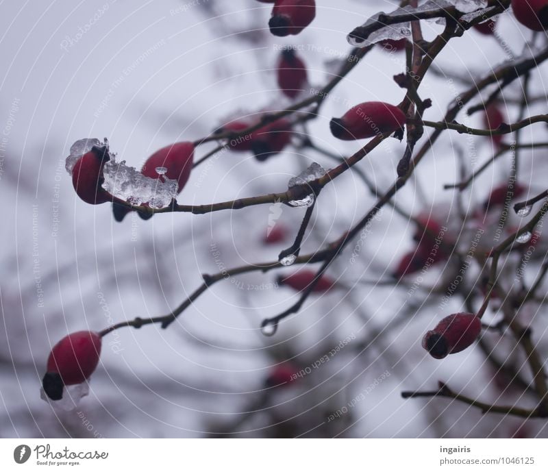 Winterfruchtstand Frucht Natur Pflanze Himmel Eis Frost Sträucher Hagebutten Garten Park dehydrieren nass natürlich rund trist grau rot ruhig Glaube