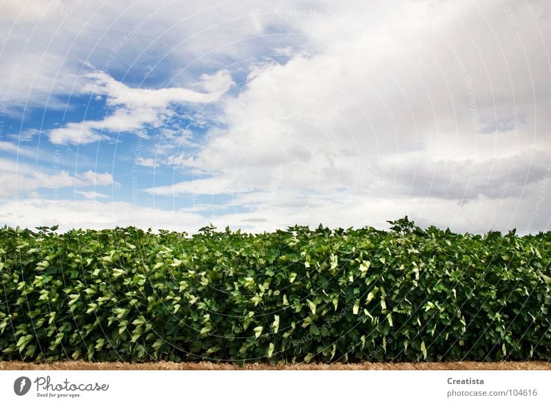 Green Leafy Crop Länder Himmel Kumulus Hintergrundbild Ernährung Bauernhof rural country market organic leaf grow harvest ground sky cloud symetry agriculture