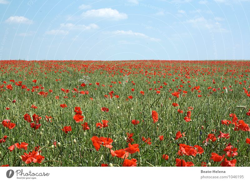 Rot-Grün schön Natur Landschaft Wolken Frühling Schönes Wetter Pflanze Blüte Mohnfeld Mohnblüte Blühend Duft genießen leuchten ästhetisch Unendlichkeit blau