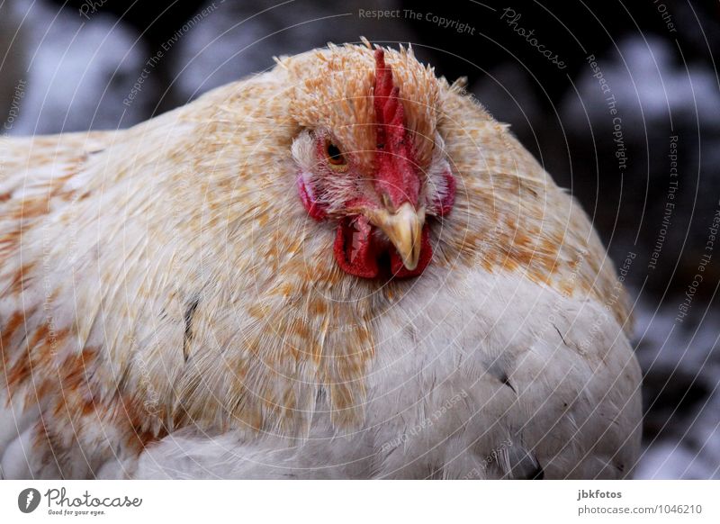 Dicke Berta [5] Natur Tier Haustier Nutztier Vogel Haushuhn Kamm Auge Schnabel Feder Federvieh 1 ästhetisch dick elegant Freundlichkeit Glück schön einzigartig