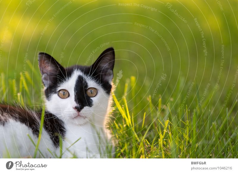 Kätzchen im Grünen Natur Tier Gras Garten Wiese Haustier Katze Tiergesicht 1 Tierjunges beobachten genießen liegen schön listig natürlich Neugier niedlich grün