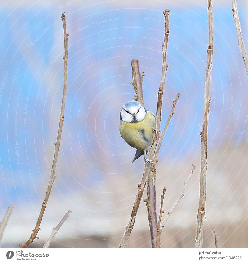 schau mal . . . Natur Winter Pflanze Sträucher Garten Tier Vogel 1 Blick Tierliebe Farbfoto Außenaufnahme Tag Tierporträt Vorderansicht Blick in die Kamera