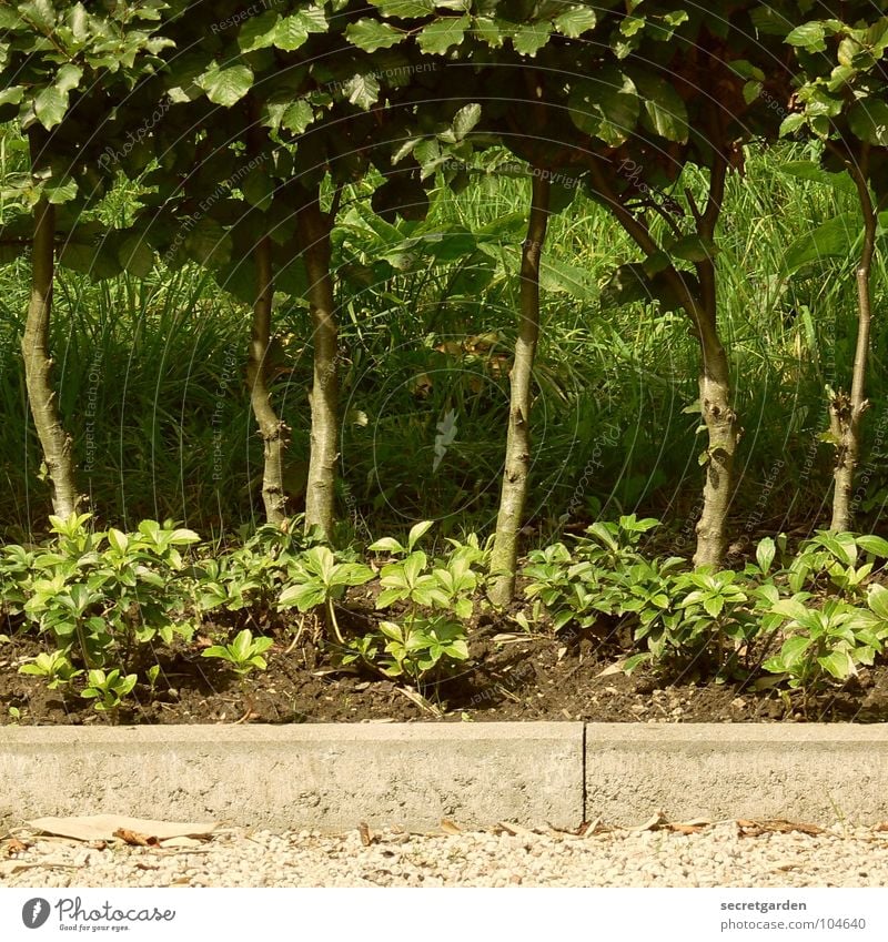 das wird nochmal ne dichte hecke... Hecke Sträucher Baum grün Ecke Bordsteinkante Kies weiß Gras Sommer geschnitten Park zurückziehen Garten Baumstamm