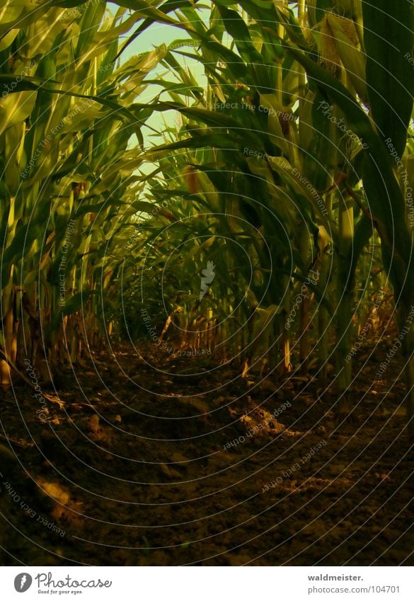 Maisfeld am Abend Feld Landwirtschaft Feldfrüchte Blatt Erde Schatten grün braun Biokraftstoff nachwachsender Rohstoff Bioethanol