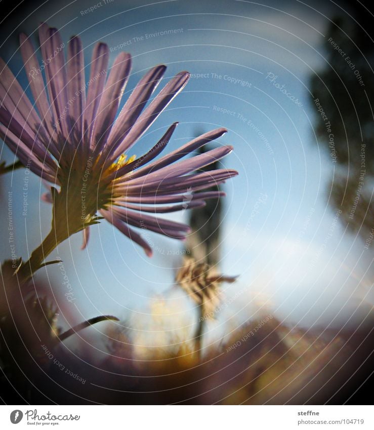 blümsche Blume Blüte Gegenlicht violett schwarz Sonne Himmel blau