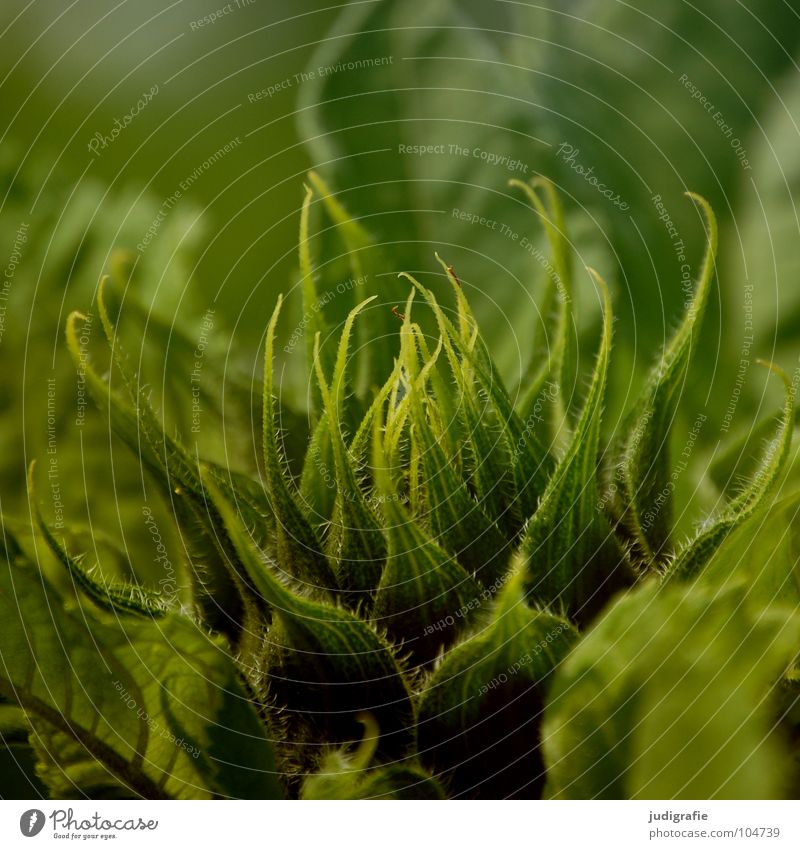 Sonnenblume Korbblütengewächs Blume Blüte Wachstum gedeihen Feld Umwelt Pflanze grün frisch knackig Physik Sommer Helianthus annuus Blütenknospen Natur Wärme