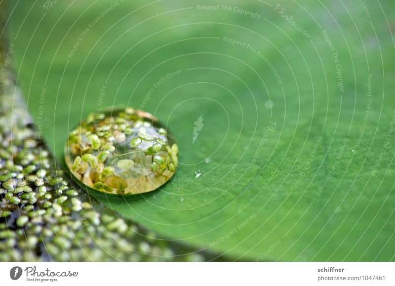 spannend, die Oberfläche Pflanze Blatt Grünpflanze exotisch grün feucht Feuchtgebiete feuchtfröhlich Blattgrün Blattadern Blattfaser Wassertropfen Tropfen