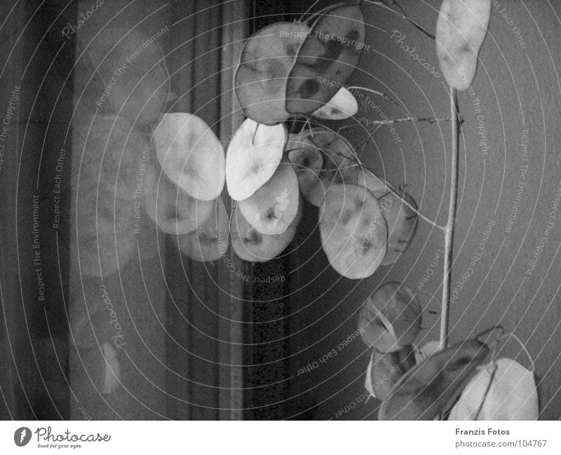 Vergessen schwarz weiß Pflanze dunkel Fenster Denken vergessen Sehnsucht Trauer Schwarzweißfoto getrocknet Traurigkeit