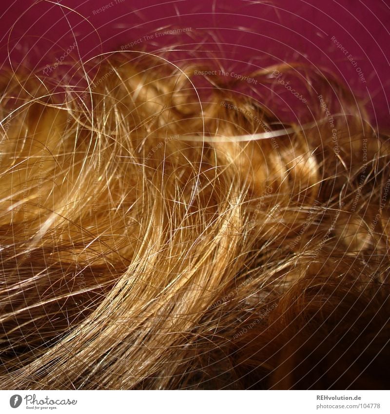 Zauberlöckchen-2 krause Haare zerzaust Physik Haare & Frisuren Wellen blond langhaarig gewaschen Friseur Schwimmbad Haarschnitt Bad Haarschopf trocken