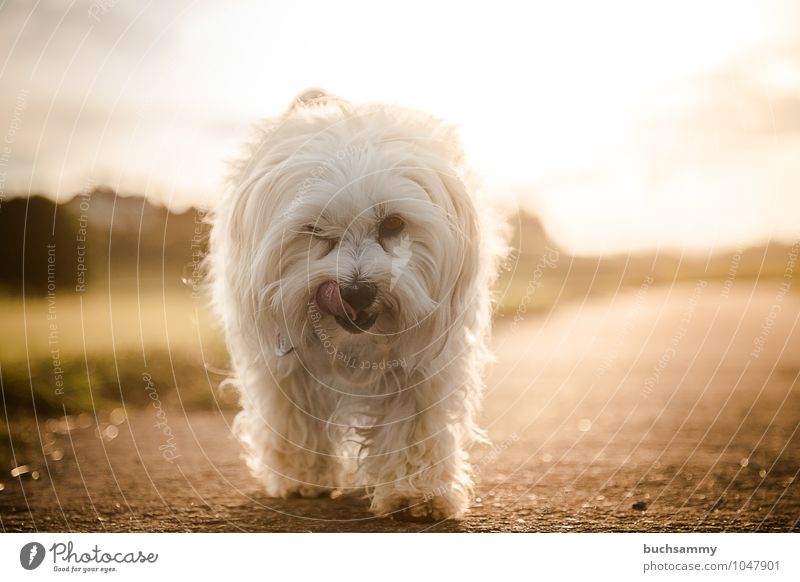 Von der Sonne getrieben Tier Wärme Straße Fell langhaarig Haustier Hund 1 gehen klein braun gold orange weiß Bischon Goldenen Stunde Haushund Havaneser