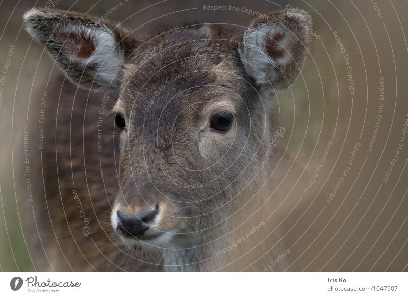 hirschblick Natur Tier Wildtier Tiergesicht Zoo Reh Rehauge 1 beobachten Blick ästhetisch natürlich braun Tierliebe Hirschkuh Farbfoto Gedeckte Farben