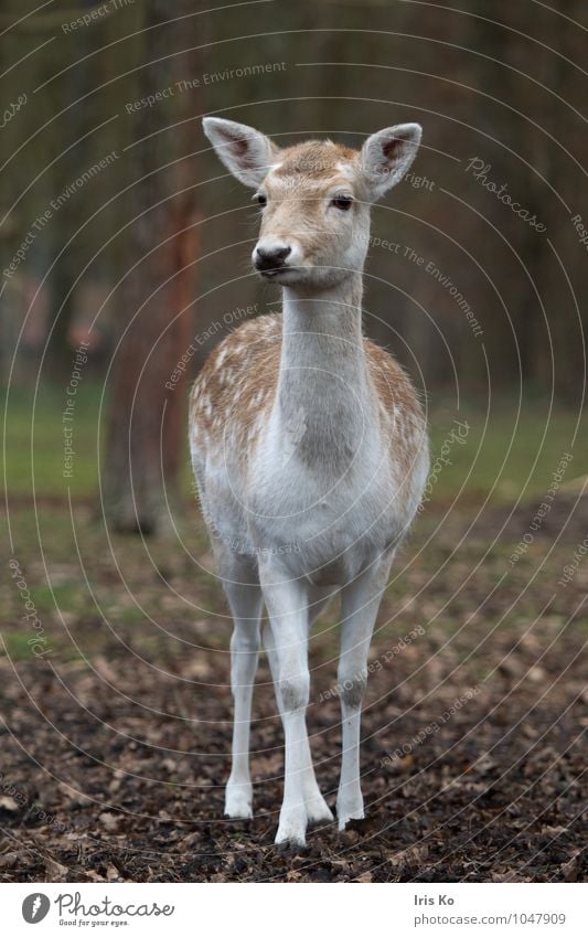 Dama Natur Tier Wald Wildtier Zoo Damwild 1 beobachten Blick natürlich feminin braun Tierliebe Wachsamkeit unschuldig Hirschkuh Farbfoto Gedeckte Farben