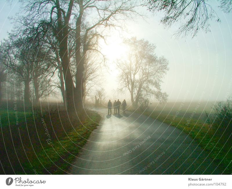 Spaziergang im Dezember Nebel Luft Allee Gegenlicht Feld Winter kaltes Wetter alte Bäume