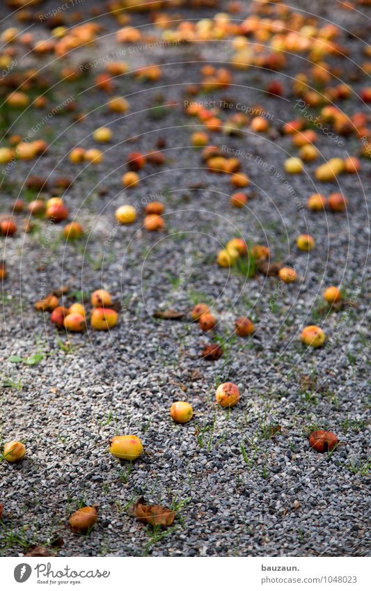 kamelle. Lebensmittel Apfel Ernährung Picknick Bioprodukte Vegetarische Ernährung Diät Gesundheit Gesunde Ernährung Wellness Garten Erntedankfest Umwelt Natur