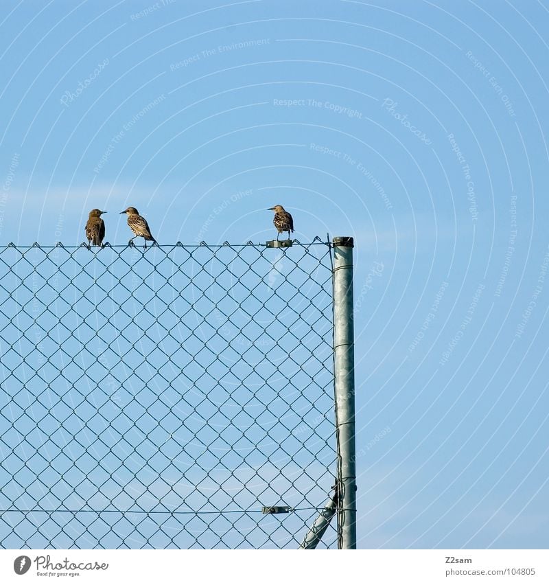 freundeskreis einfach graphisch Vogel Zufriedenheit Wolken Himmel Tier 4 Freundschaft Erholung Zaun Maschendrahtzaun Draht Stab Natur fliegen Kabel Leitung Seil