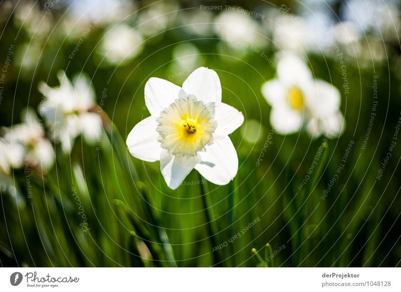 Frühling ist da Ferien & Urlaub & Reisen Tourismus Ausflug Freiheit Sightseeing Städtereise Umwelt Natur Landschaft Pflanze Urelemente Schönes Wetter Wiese Park