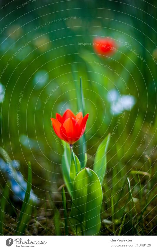 Die Tulpen blühen auch schon Ferien & Urlaub & Reisen Ausflug Freiheit Sightseeing Städtereise Umwelt Natur Landschaft Pflanze Urelemente Frühling Blume Gras