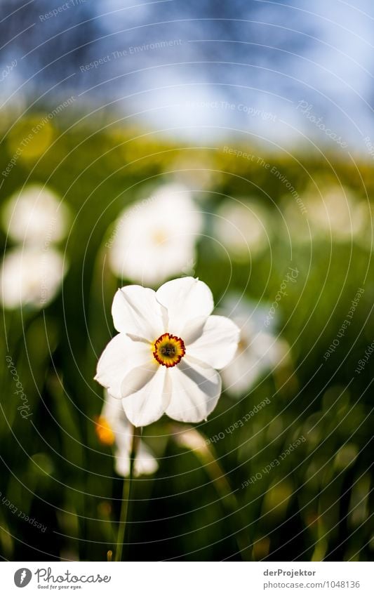 Es blüht so schön Ferien & Urlaub & Reisen Tourismus Ausflug Sightseeing Städtereise Umwelt Natur Landschaft Pflanze Tier Urelemente Frühling Blume Gras Garten