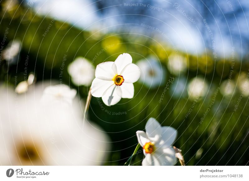 Jetzt kann der Frühling aber mal kommen Ferien & Urlaub & Reisen Tourismus Sightseeing Städtereise wandern Umwelt Natur Landschaft Pflanze Urelemente Blume