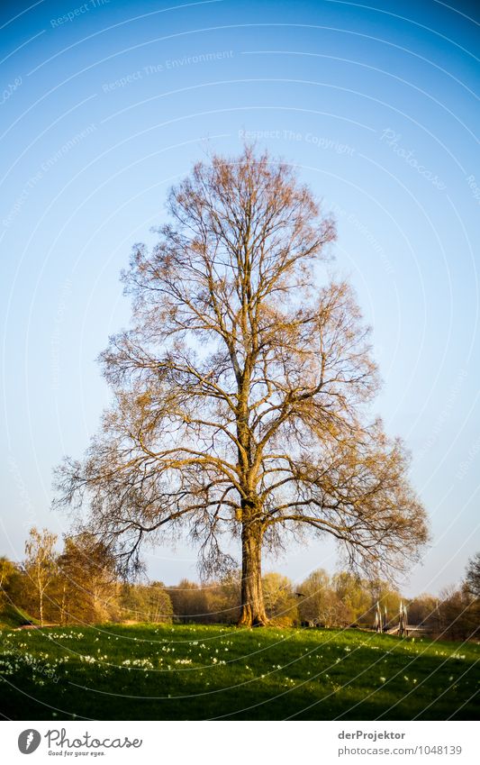 Jetzt fehlen nur noch die Blätter Ferien & Urlaub & Reisen Tourismus Ausflug Sightseeing Städtereise Umwelt Natur Landschaft Pflanze Urelemente Frühling