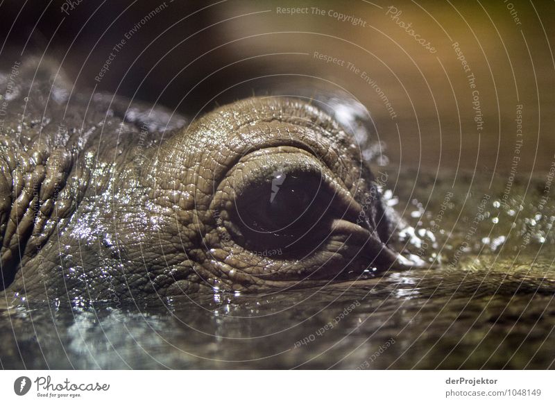 Ich habe dich im Blick Abenteuer Safari Expedition Umwelt Natur Landschaft Tier Urelemente Wasser Wildtier Gefühle Kraft Ausdauer Flußpferd Säugetier