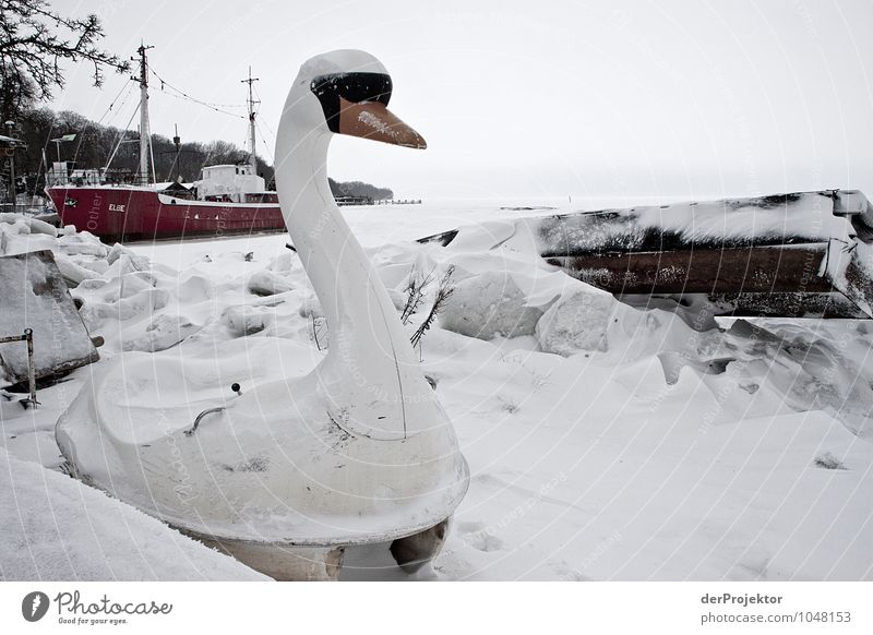 Winterschwan Ferien & Urlaub & Reisen Tourismus Ausflug Winterurlaub Umwelt Natur Landschaft Pflanze Urelemente schlechtes Wetter Eis Frost Schnee Schneefall