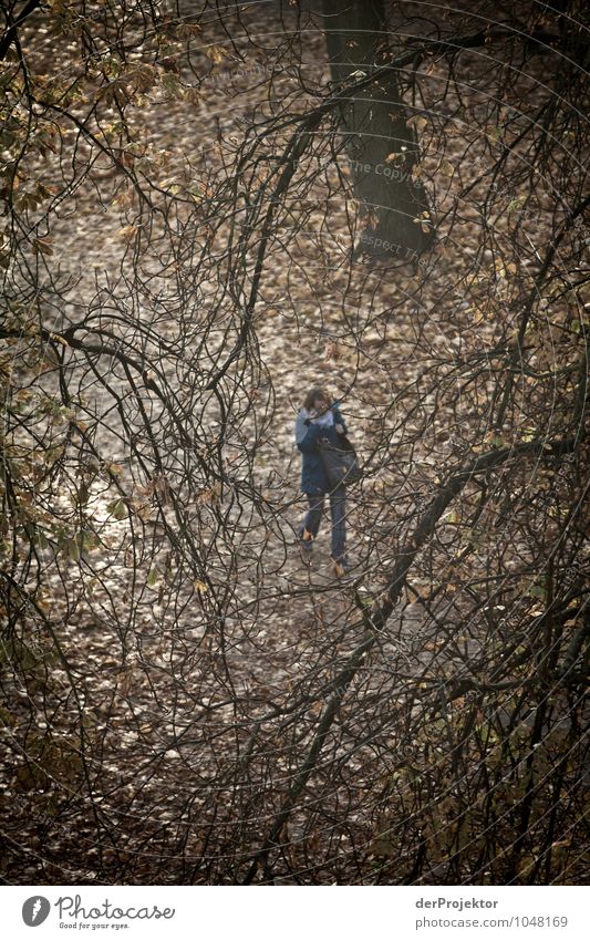 Herbstdepressionen Gesundheit Krankheit Umwelt Natur Landschaft Pflanze schlechtes Wetter Park Gefühle Angst Zukunftsangst gefährlich Stress Verzweiflung