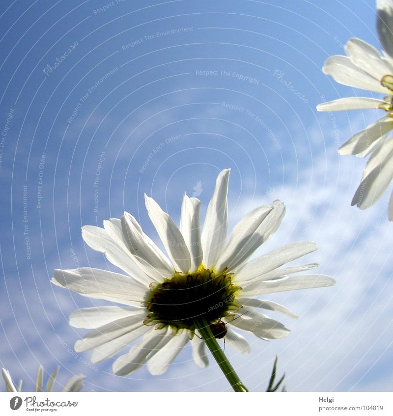 Margaritenblüten  im Sonnenlicht vor blauem Himmel mit ein paar Wolken Blume Blüte Kamillenblüten Blühend erleuchten Beleuchtung Licht Pflanze Heilpflanzen