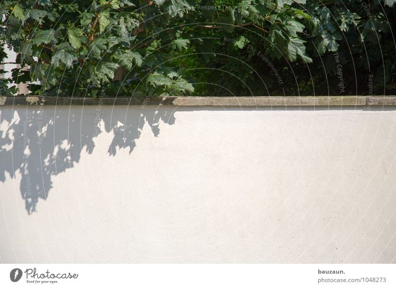 textfreiraum unten. Häusliches Leben Garten Umwelt Natur Landschaft Schönes Wetter Pflanze Baum Blatt Park Stadt Bauwerk Mauer Wand Gartenzaun Stein Beton Linie