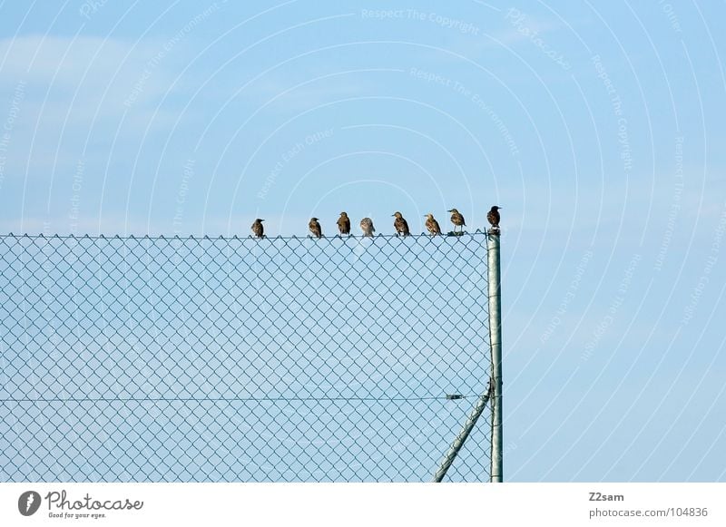 hau di hera, sama mera! einfach graphisch Vogel Zufriedenheit Wolken Himmel Tier 4 Freundschaft Erholung Zaun Maschendrahtzaun Draht Stab mehrere 8 Natur