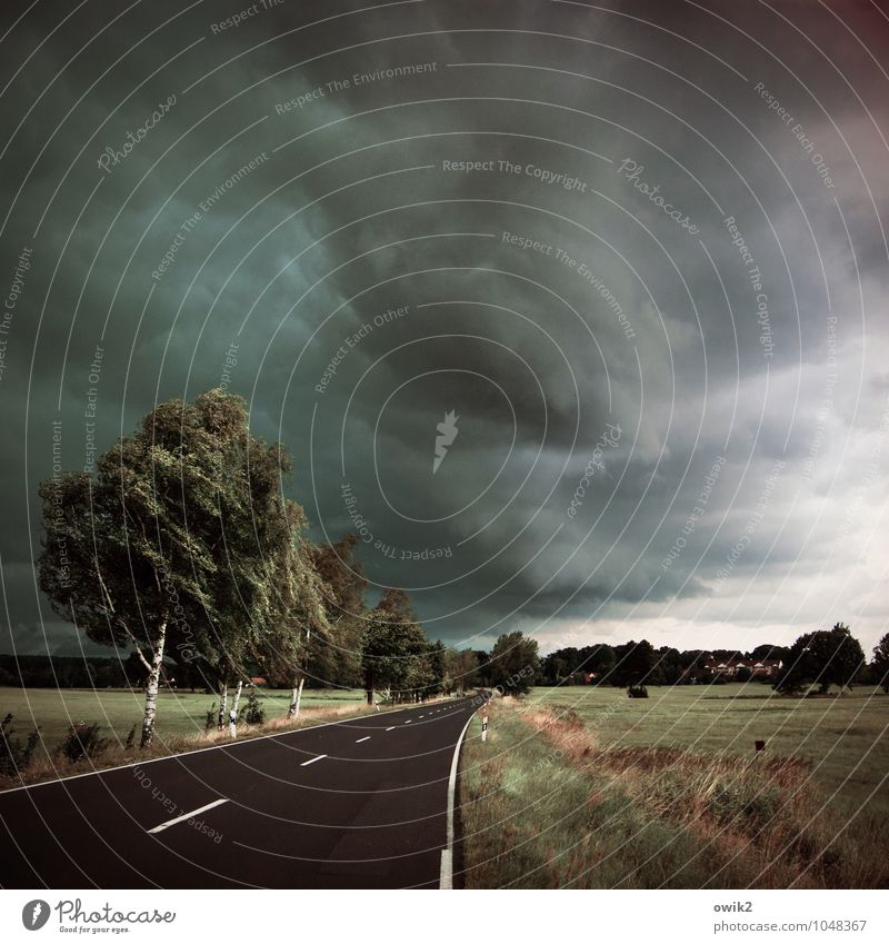 Verdunklungsgefahr Umwelt Natur Landschaft Pflanze Himmel Gewitterwolken Horizont Klima schlechtes Wetter Wind Sturm Baum Gras Sträucher Birkenallee