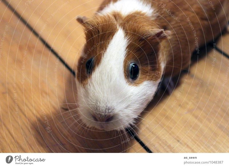 Neugier Tier Haustier Tiergesicht Zoo Streichelzoo Meerschweinchen Glatthaar Fell Maul Auge Schnurrhaar 1 Blick frech hell klein lustig niedlich weich braun