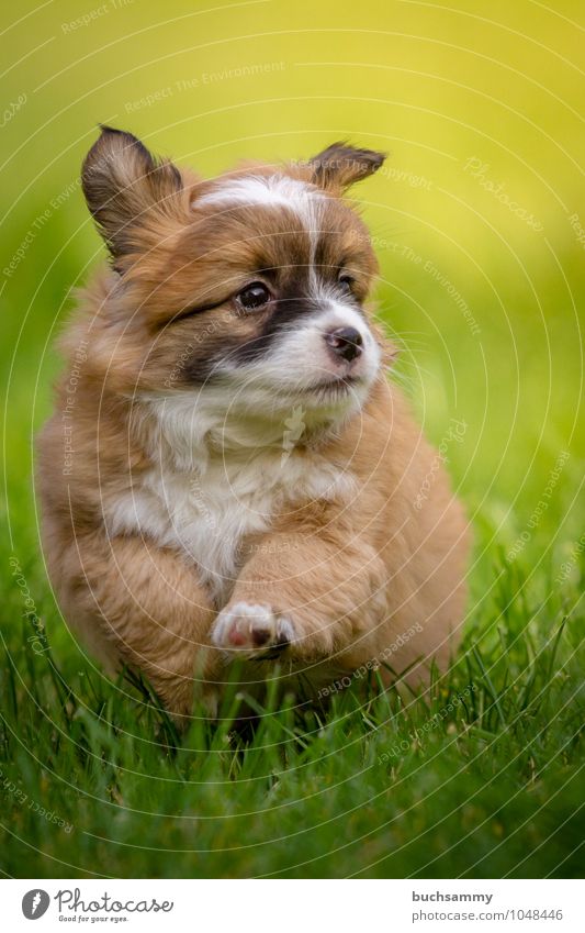 Neugieriger Welpe Tier Gras Wiese Haustier Hund 1 braun grün schwarz weiß Jung Mischling Sonnenschein Aktion rennen su¨ß trollig Farbfoto Außenaufnahme