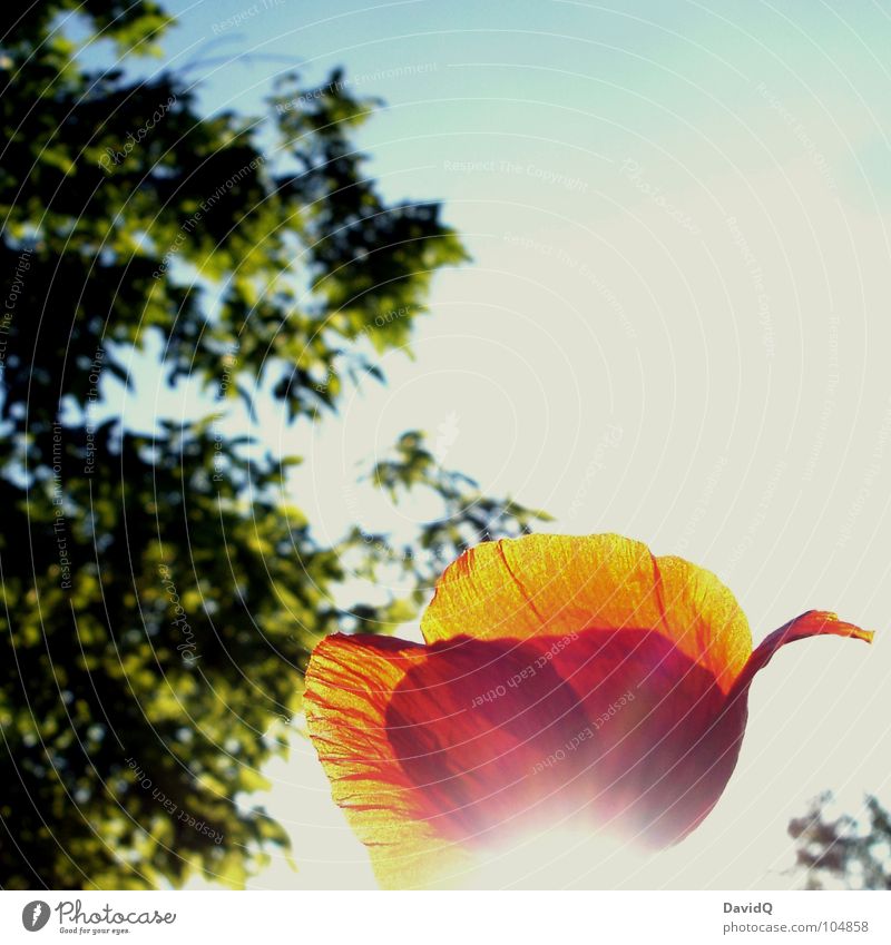 Mohnschein II Wegrand Klatschmohn Blume Blüte Licht Gegenlicht Blütenblatt rot grün zart Blühend Sommer Lichtstrahl Himmel blau Schönes Wetter orange verblüht