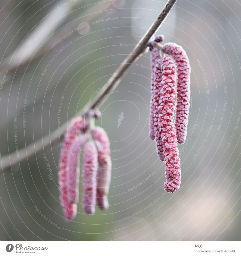 Vorsicht Pollen... Umwelt Natur Pflanze Frühling Schönes Wetter Sträucher Blüte Wildpflanze Haselnuss Zweig Park Blühend hängen Wachstum ästhetisch