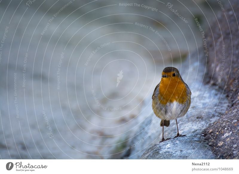 Moin moin! Umwelt Natur Tier Luft Vogel 1 grau Rotkehlchen Singvögel Einsamkeit Farbenspiel klein niedlich Farbfoto Außenaufnahme Nahaufnahme Detailaufnahme