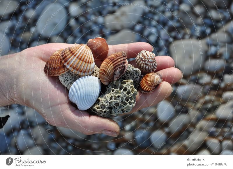 Muscheln und Bimsstein harmonisch Erholung Freizeit & Hobby Ferien & Urlaub & Reisen Sommer Strand Meer Mensch Hand Umwelt Natur Felsen Küste Stein natürlich