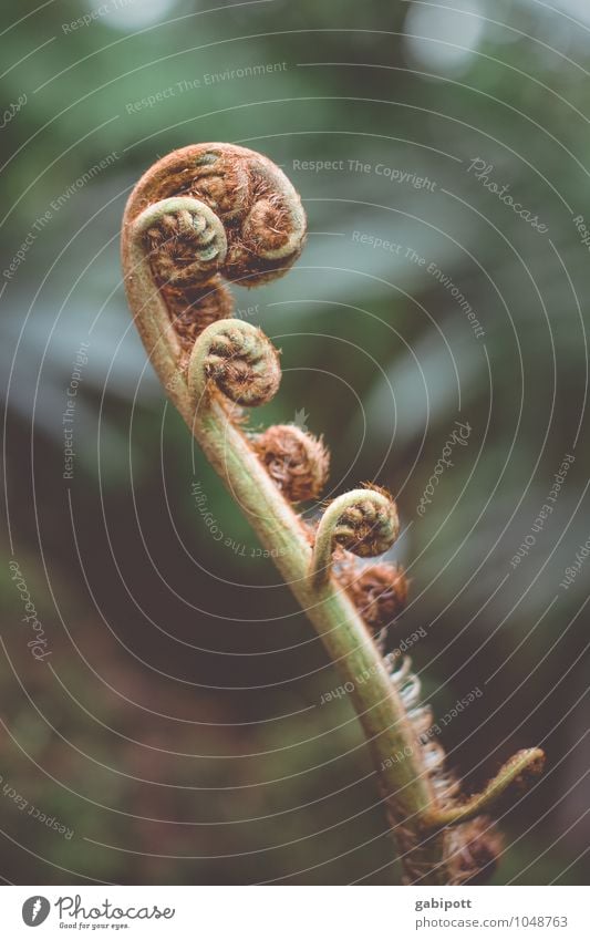 Einrollen. Ausrollen. Natur Urelemente Pflanze Sträucher Wildpflanze exotisch Farn Echte Farne Wald Urwald Erholung natürlich wild grün Schutz ästhetisch Kraft