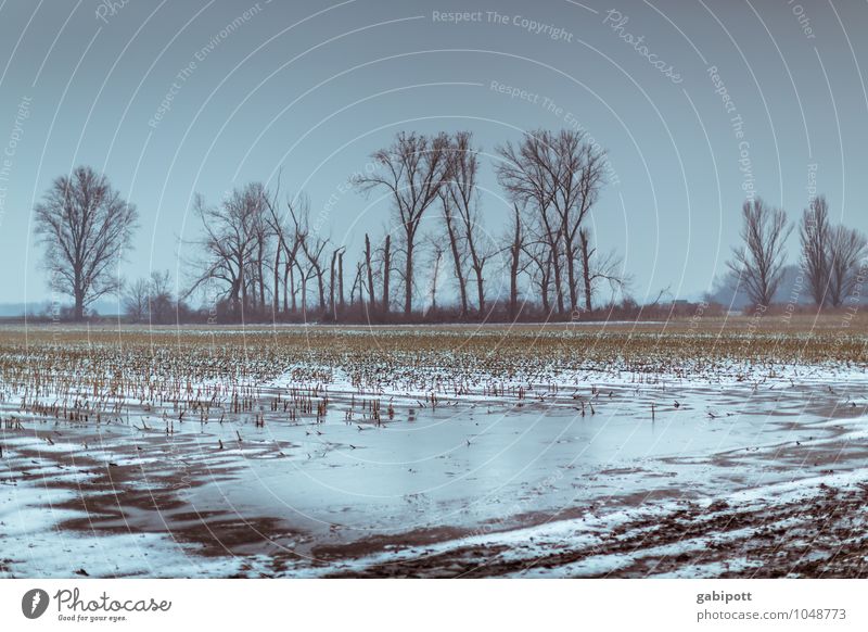 Winter in Oggersheim Urelemente Erde Himmel Wetter schlechtes Wetter Eis Frost Schnee Baum Feld kalt blau Wege & Pfade karg trist Farbfoto Gedeckte Farben