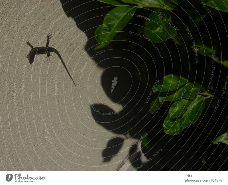 eidechse Echte Eidechsen Blatt Reptil Tier grün Italien Caorle Sommer Wand Ekel schatte Blick Natur