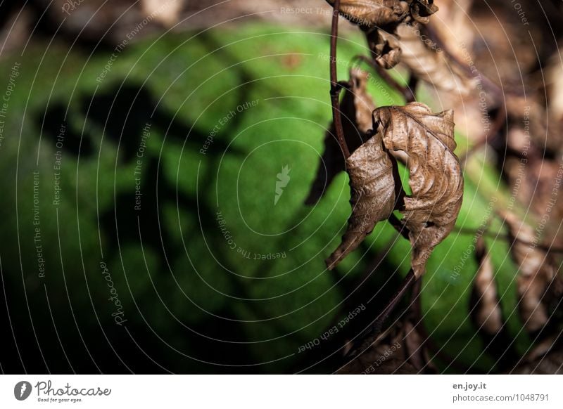 Schattenwerfer Umwelt Natur Landschaft Pflanze Sonnenlicht Herbst Moos Blatt Zweig Wald alt trocken braun grün träumen Traurigkeit Sorge Trauer Tod Liebeskummer